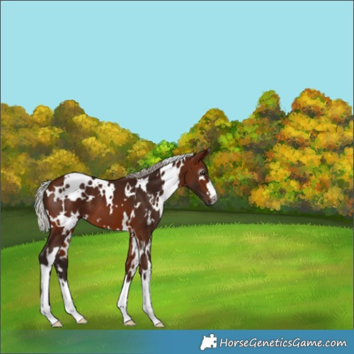 Horse Color:Gray White Spotted Silver Bay