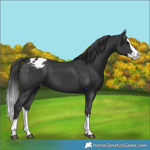 Horse Color:Black Splash Appaloosa 