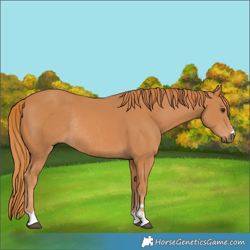Horse Color:Chestnut Rabicano 