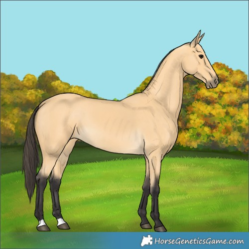 Horse Color:Buckskin 