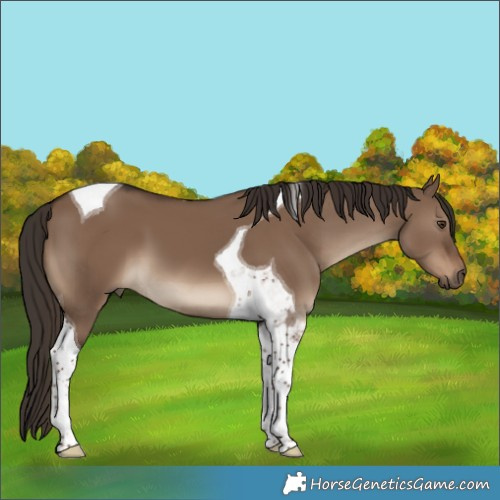 Horse Color:Liver Red Dun Tobiano
