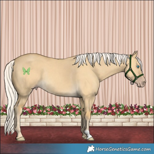 Horse Color:Silver Classic Cream Champagne Dun Rabicano 