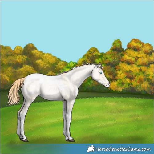Horse Color:Buckskin Pearl Dun Tobiano Blanket