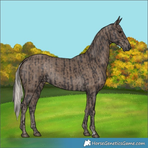 Horse Color:Smoky Black  and Silver Smoky Black 