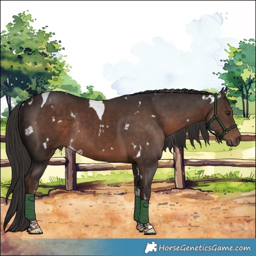 Horse Color:White Spotted Liver Chestnut Tobiano Rabicano 