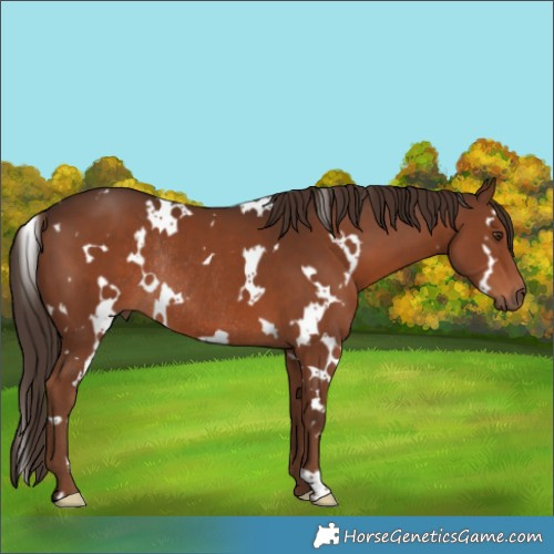 Horse Color:White Spotted Liver Chestnut Rabicano 