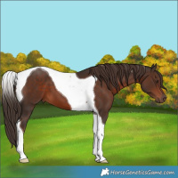 Horse Color:Liver Chestnut Tobiano 