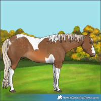 Horse Color:Chocolate Palomino Tobiano 