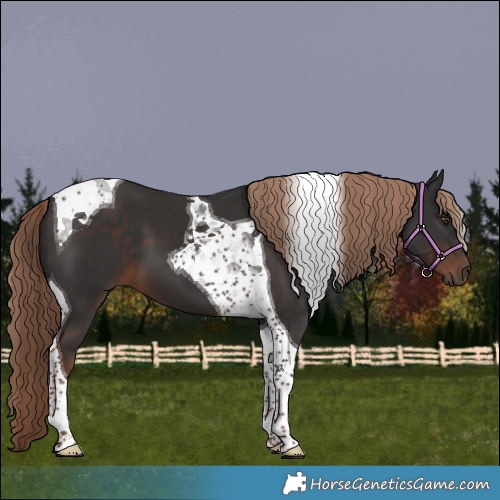 Horse Color:Liver Chestnut Tobiano 