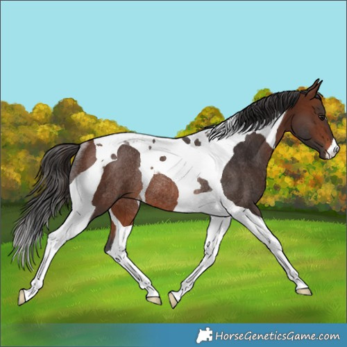 Horse Color:Brown Tobiano Rabicano 