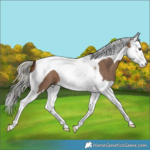 Horse Color:Silver Brown Dun Splash Tobiano 