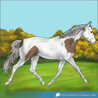 Horse Color:Silver Brown Dun Splash Tobiano