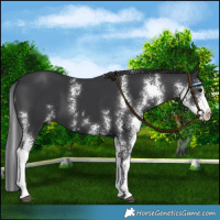 Horse Color:Black Sabino Varnish