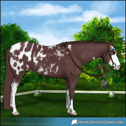 Horse Color:Chocolate Black Sabino Blanket 
