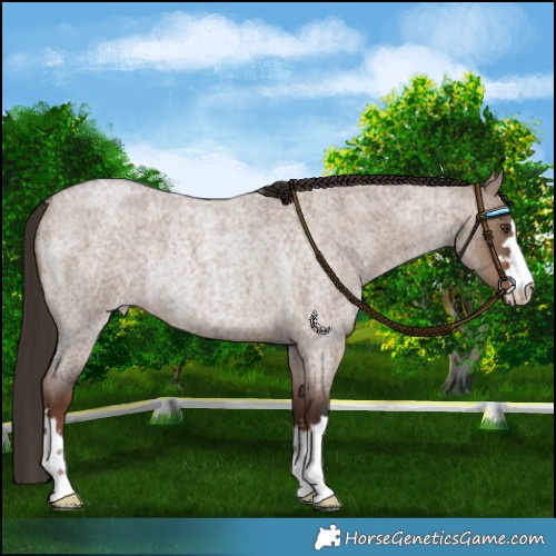 Horse Color:Liver Red Dun Roan Rabicano 