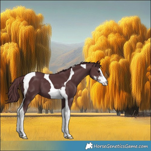 Horse Color:Chocolate Black Sabino Tobiano
