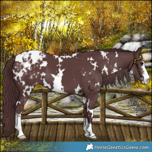 Horse Color:White Spotted Chocolate Black Sabino Blanket 