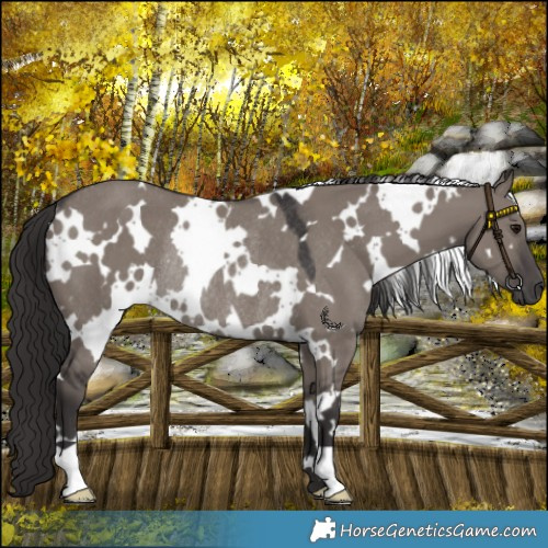 Horse Color:White Spotted Smoky Grullo Rabicano 