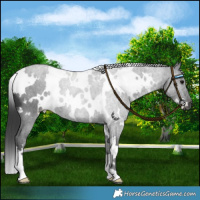 Horse Color:White Spotted Black