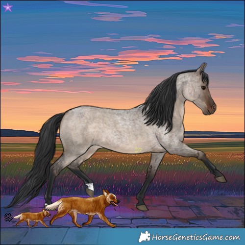 Horse Color:Brown Roan Dun and Brown Roan Dun