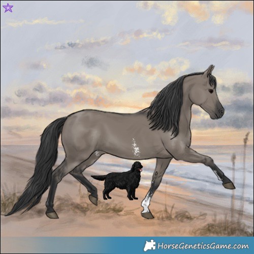 Horse Color:Grullo Sabino Rabicano