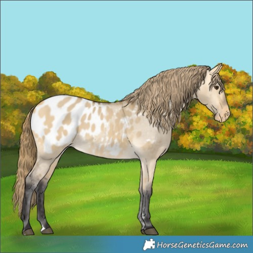 Horse Color:Buckskin Dun Appaloosa 