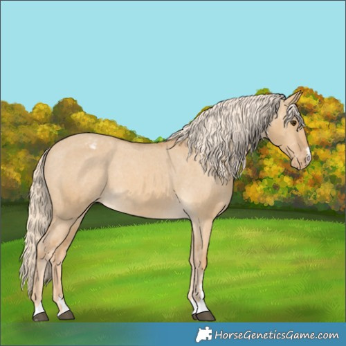 Horse Color:Palomino Dun Appaloosa 