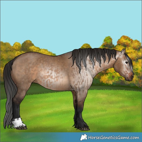 Horse Color:Brown Dun  and Gray Brown Dun 