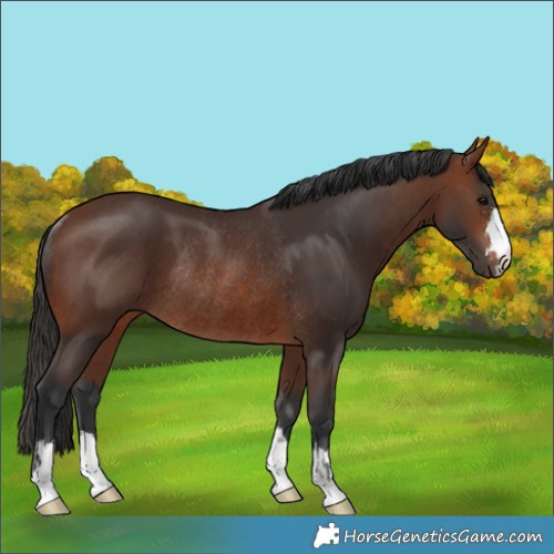 Horse Color:Brown Rabicano and Brown Rabicano
