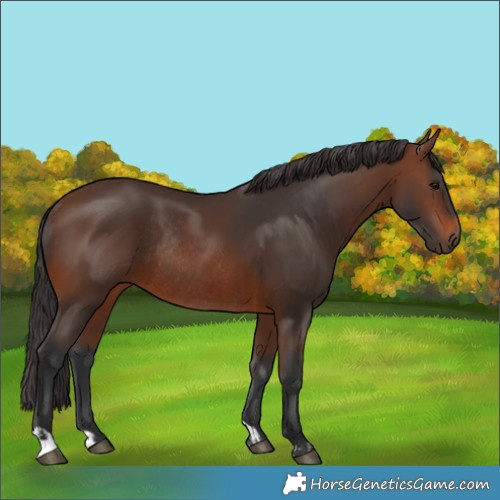 Horse Color:Brown Rabicano  and Brown Rabicano 