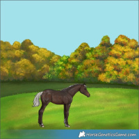 Horse Color:Silver Brown Tobiano