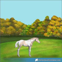 Horse Color:Cremello Tobiano 
