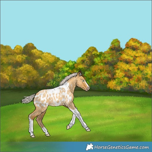Horse Color:Gray Silver Amber Cream Champagne Roan Dun Splash Tobiano Frame Appaloosa Rabicano 