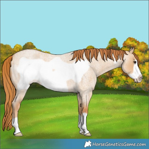 Horse Color:Red Dun Roan Frame 