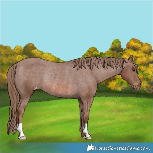Horse Color:Chestnut Appaloosa Rabicano 