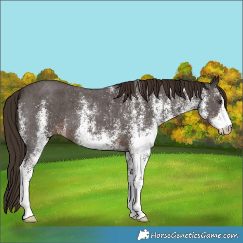 Horse Color:White Spotted Liver Chestnut 