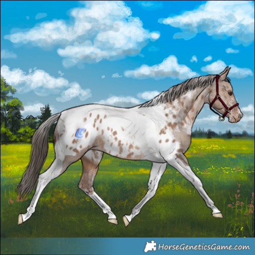 Horse Color:Powder White Liver Red Dun Tobiano Blanket Rabicano 