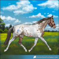 Horse Color:Powder White Liver Red Dun Tobiano Blanket Rabicano 