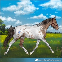 Horse Color:Powder White Liver Red Dun Tobiano Appaloosa Rabicano 