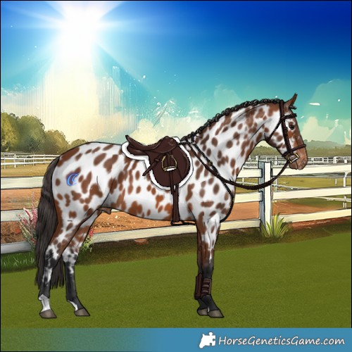 Horse Color:Bay Appaloosa 