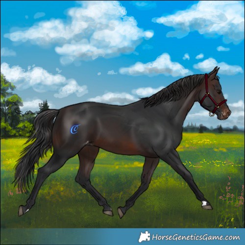 Horse Color:Brown Appaloosa 