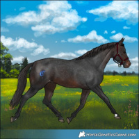 Horse Color:Brown Varnish 