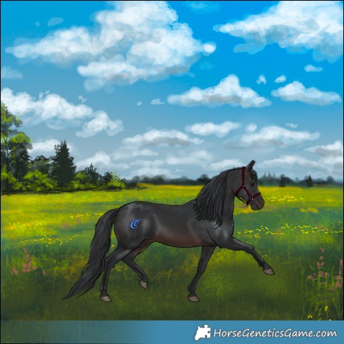 Horse Color:Brown Rabicano 