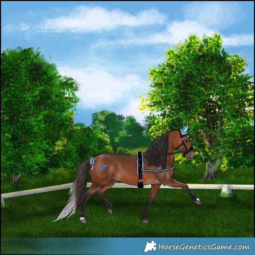 Horse Color:Bay Rabicano 