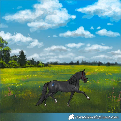 Horse Color:Black Rabicano