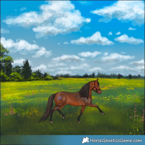 Horse Color:Bay Rabicano 