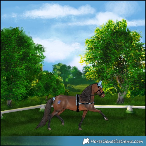 Horse Color:Bay Rabicano 