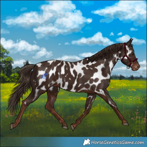 Horse Color:Liver Chestnut Appaloosa 