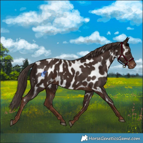 Horse Color:Liver Chestnut Near Leopard 