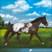 Horse Color:Liver Chestnut Snowcap 